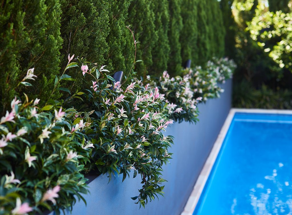 garden design pool area | Think Outside Gardens
