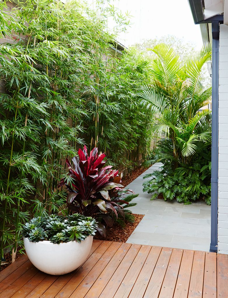 garden design and architecture cammeray-1