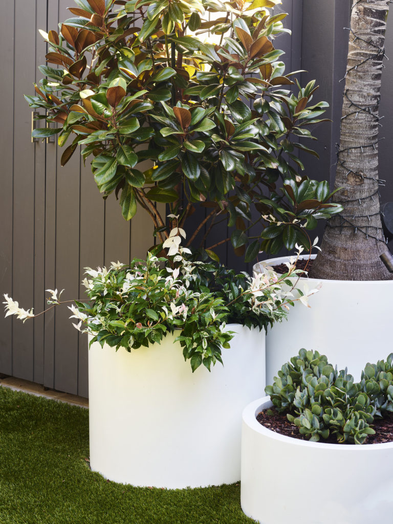 Jersey_Road Pot Plant | Think Outside Gardens