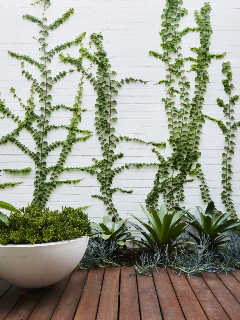 Think Outside Gardens Weldon_Lane | vines | Think Outside Gardens