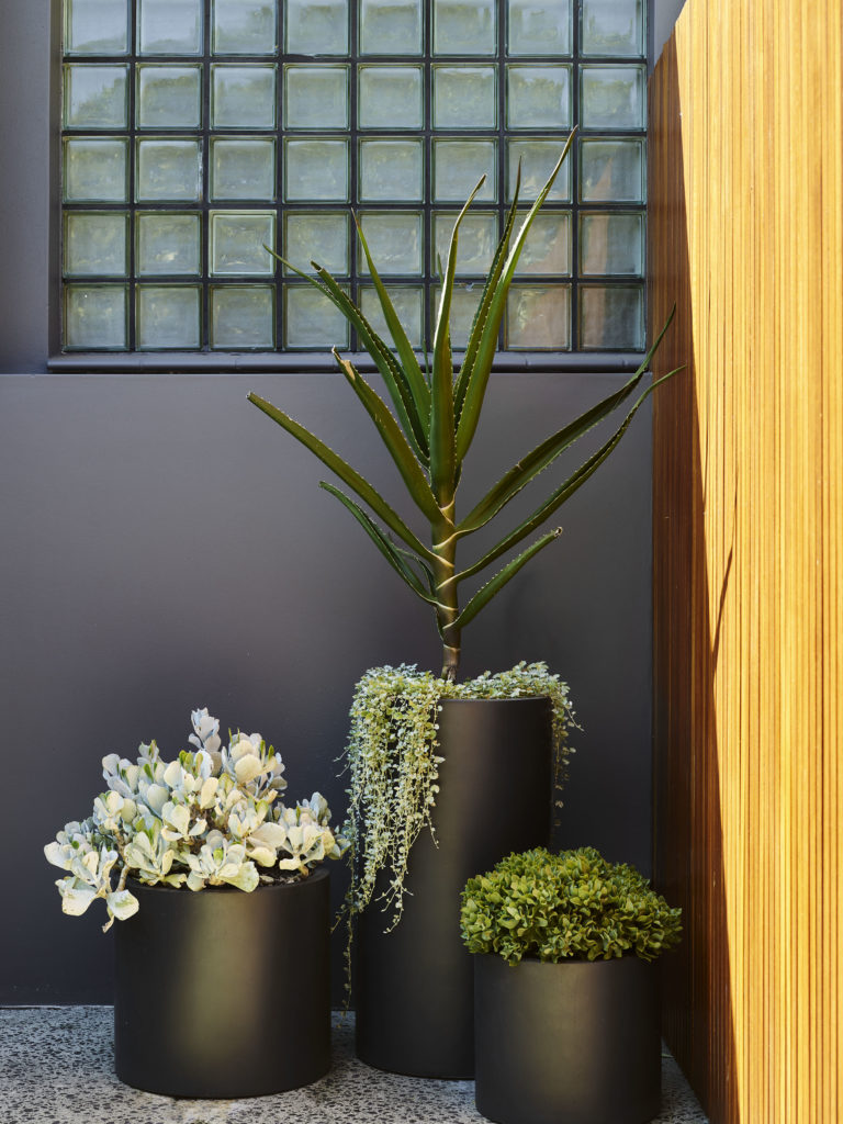 Think Outside Gardens Wentworth_Street_180219_29125