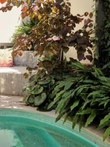 Darlinghurst Retreat Pool Garden Project